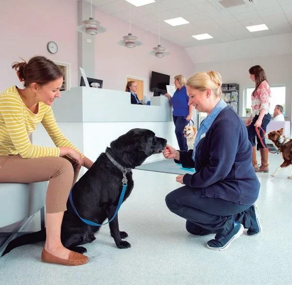 Dónde se pueden encontrar veterinarios para perros gratis
