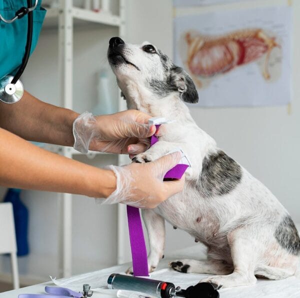 Qué hacen los veterinarios para perros