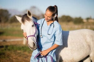 Veterinario de caballos cerca de mi ubicación
