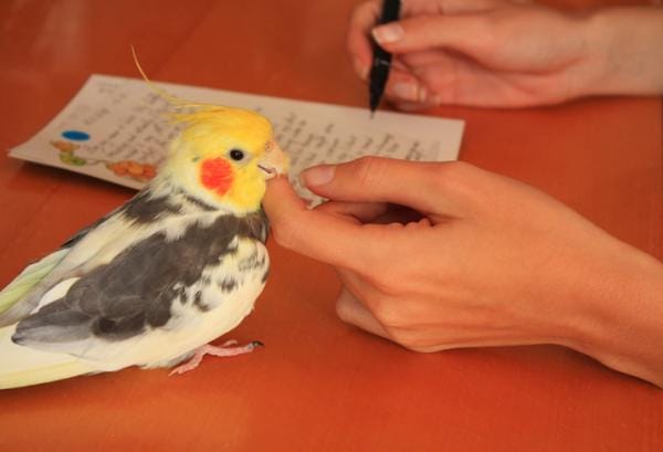 Como elegir un veterinario especializado en aves