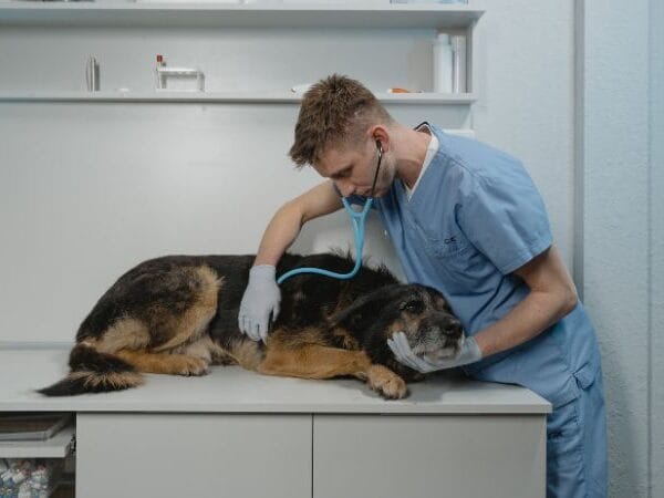 Veterinarios para perros gratis cerca de mi ubicación