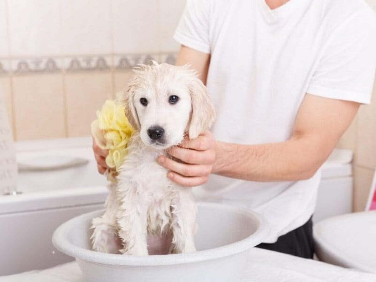 ¿Qué sucede si baño a mi perro muy seguido?