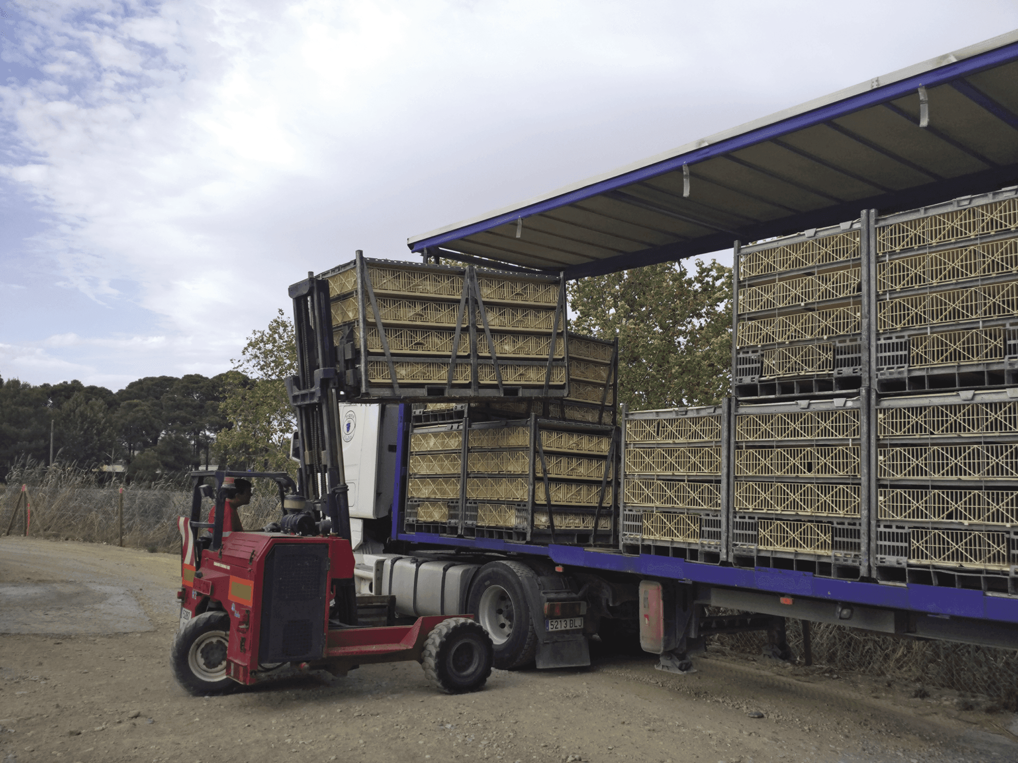 Cómo buscar dónde venden pollos vivos cerca de mi ubicación en Google Maps