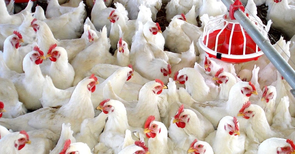 Mejores claves para hallar un buen sitio donde venden pollos vivos