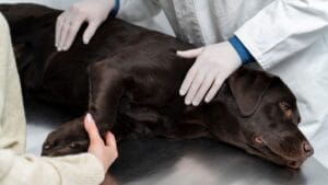 Quiropráctico para perros cerca de mi ubicación