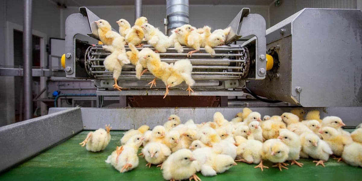 ¿Por qué comprar y vender pollos vivos es un buen negocio?