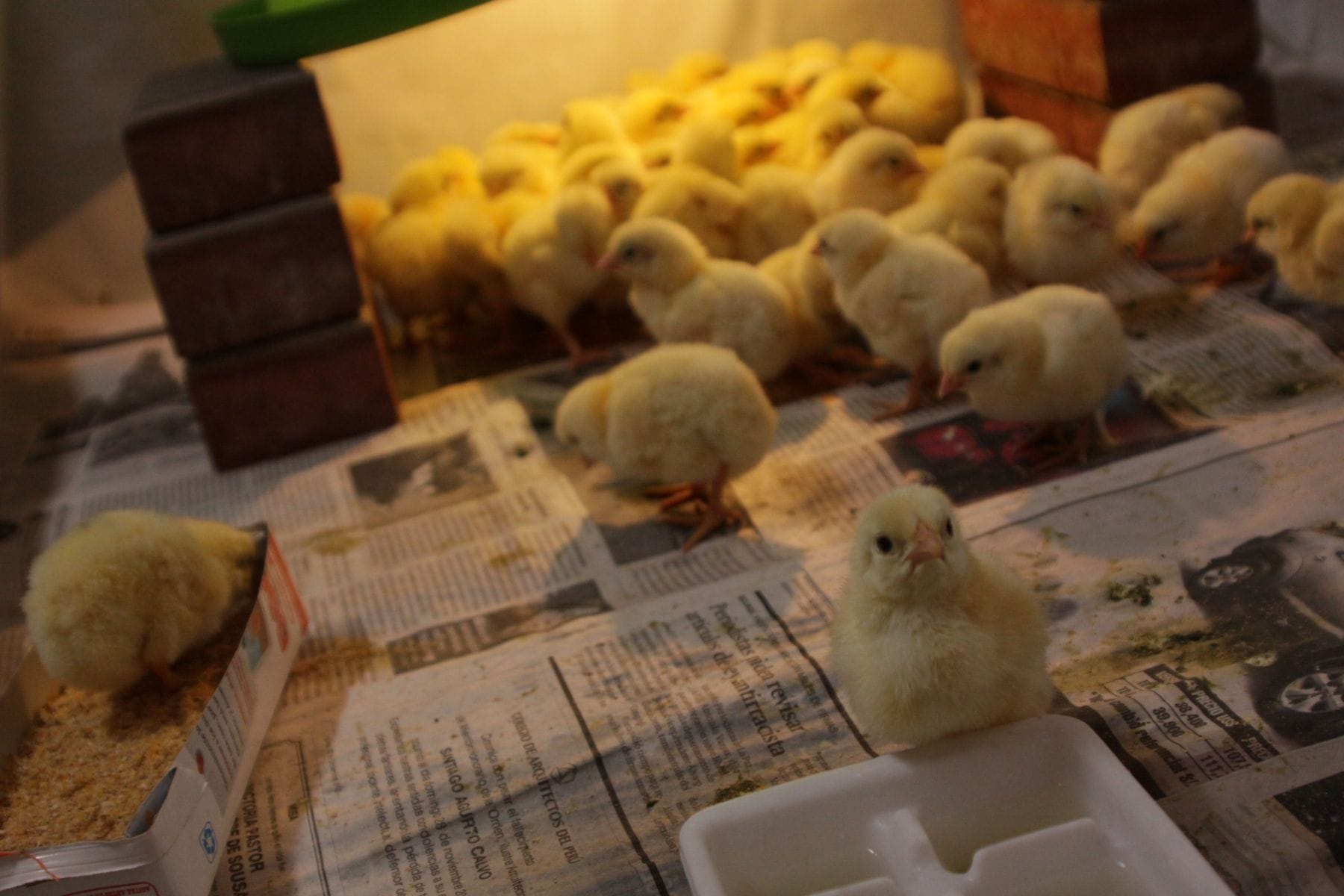 ¿Qué es un vivero de pollos? Principales características