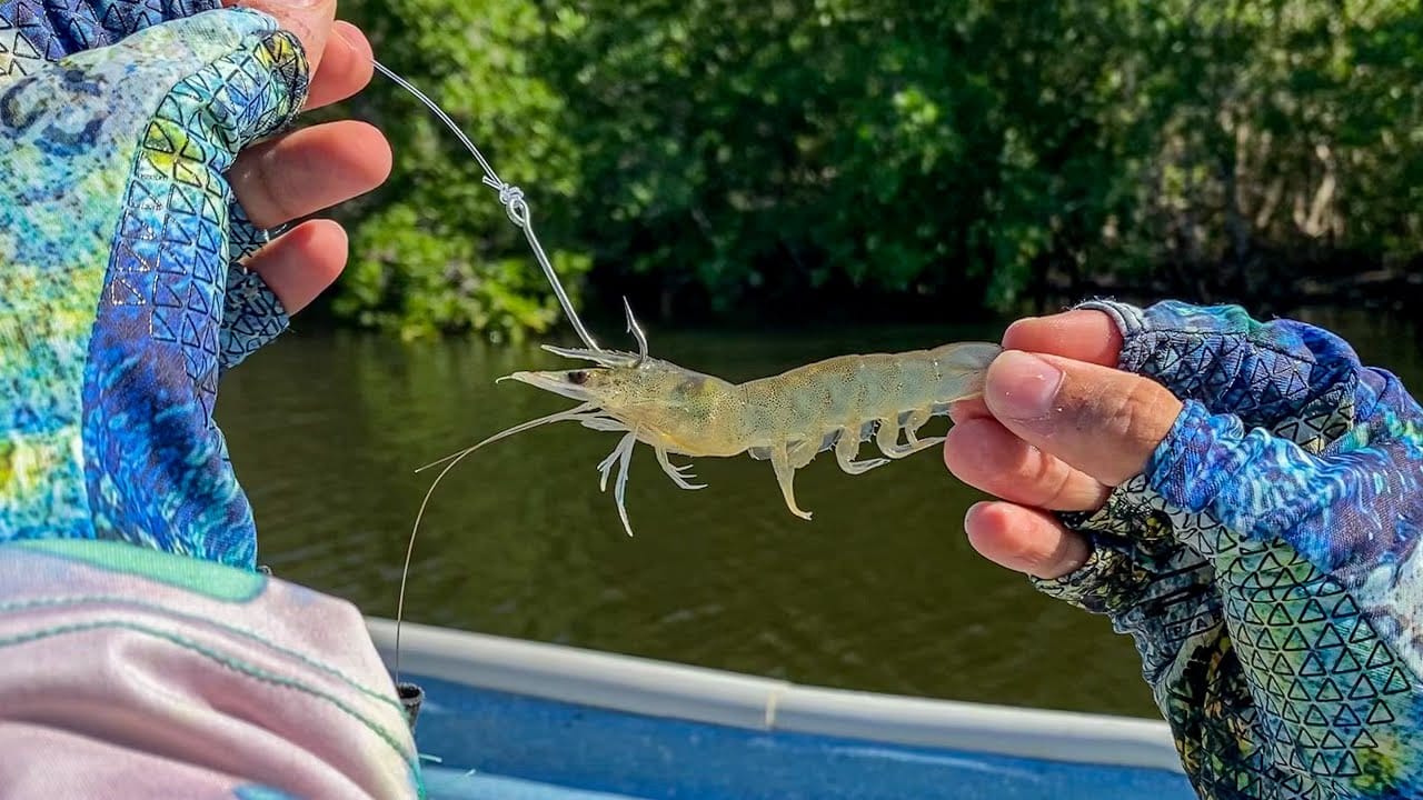 Camarones vivos para pescar cerca de mi ubicación