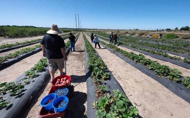 Granja para recoger fruta: ¿Qué llevar y qué esperar?