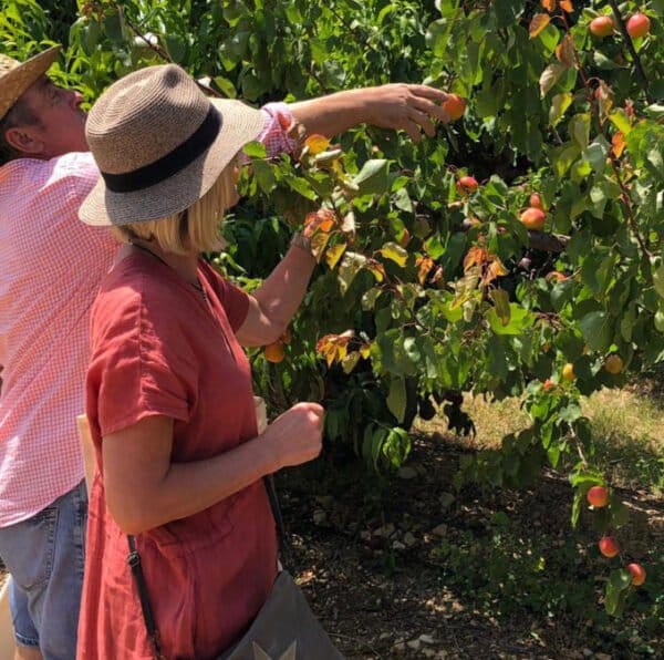 Principales aspectos de sostenibilidad en la recolección de frutas locales