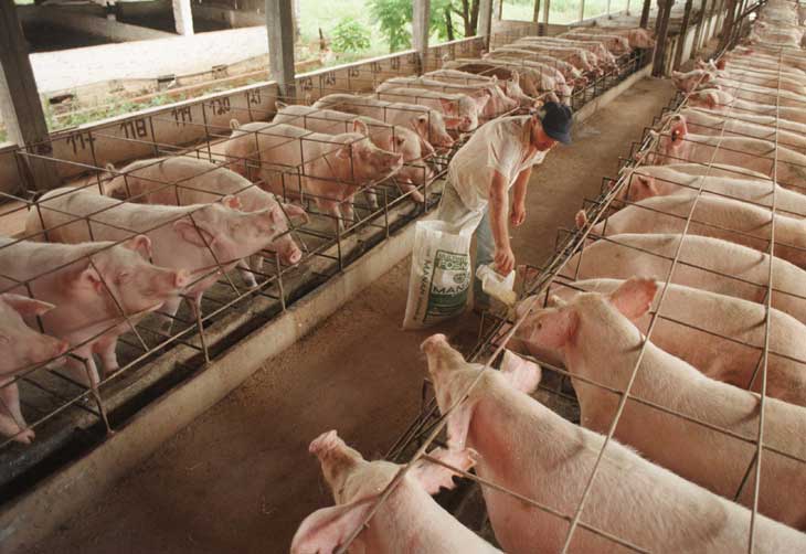 Qué son las granjas de cerdo y cuáles son sus características