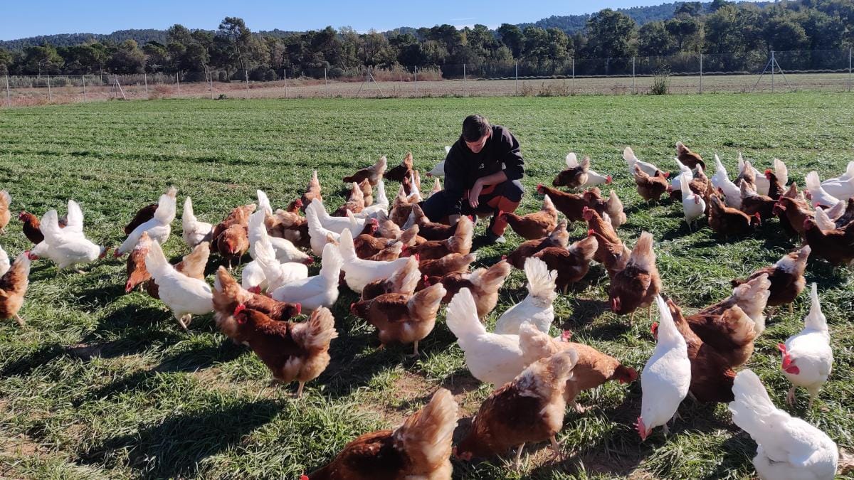 Quiénes pueden adquirir productos en una granja avícola