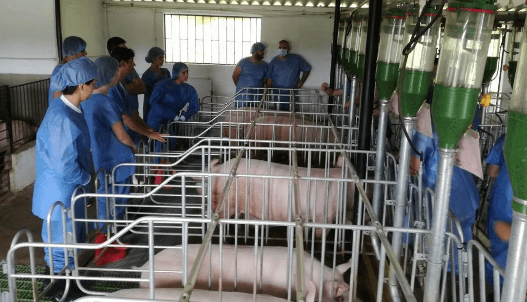 Recomendaciones que debes seguir al ir a una granja de cerdos