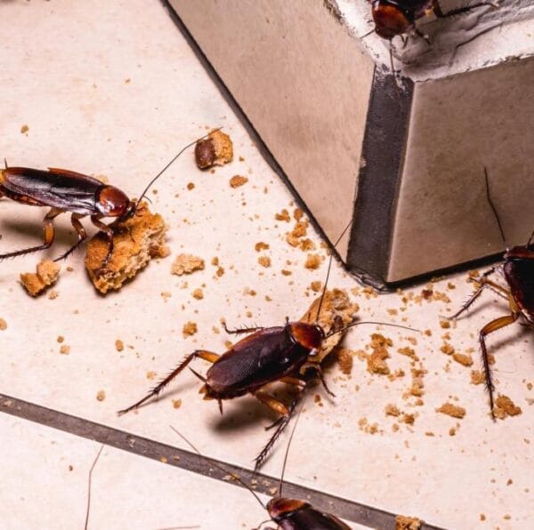 Cuáles son los riesgos de de no fumigar mi casa a tiempo Cuáles son los riesgos de de no fumigar mi casa a tiempo