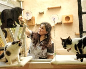 Guardería de gatos cerca de mi ubicación
