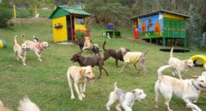 Guardería para perros cerca de mi ubicación