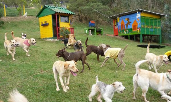 Guardería para perros cerca de mi ubicación