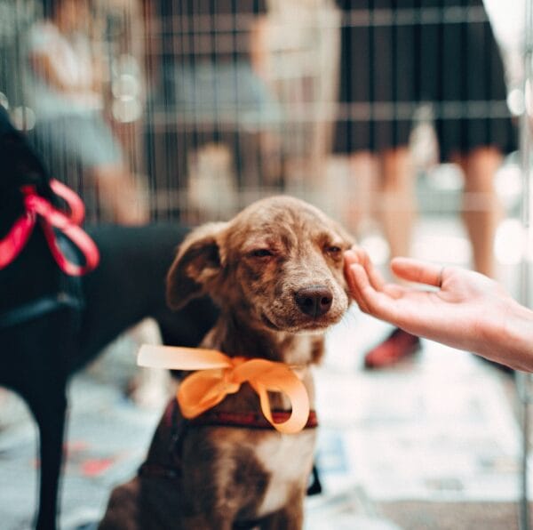 Los errores comunes al elegir una guardería para perros